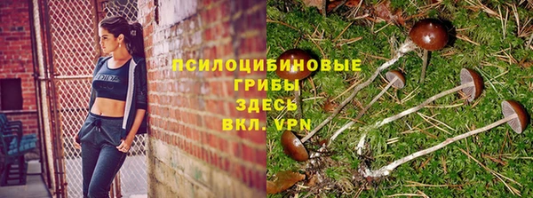 PSILOCYBIN Алзамай